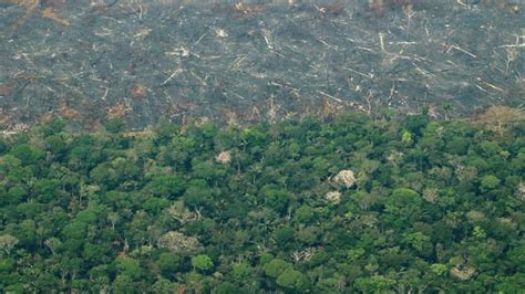 Los Impactos De La Tragedia Ambiental En La Amazonía Noticias Rcn