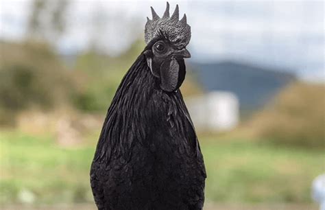 Ayam Cemani: Things To Know Before Buying | Chicken Fans