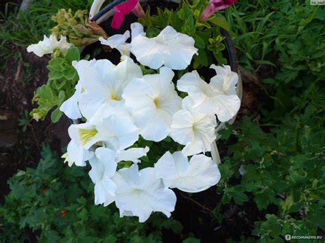 Семена Аэлита, петуния белая Мамбо F1 - «Белоснежные цветы» | отзывы