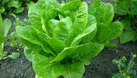 Салат посевной (латук) - Сад и огород