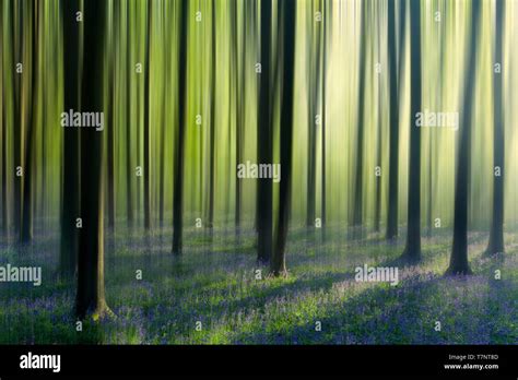 Bluebell In Spring Hi Res Stock Photography And Images Alamy