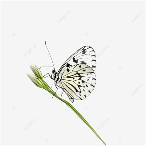 Hermosa Mariposa Descansando Sobre Una Planta Verde Png Dibujos