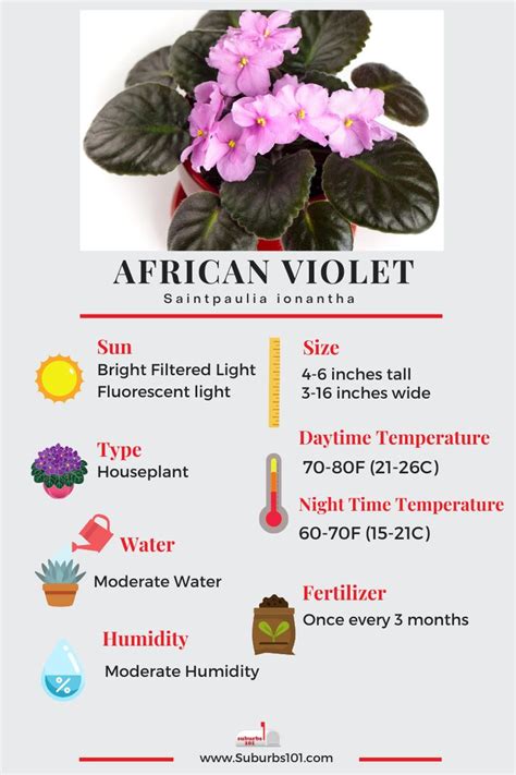 Tips On How To Care For Your African Violet Infographic In