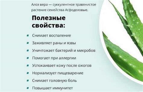 Мед и алоэ от насморка: свойства, противопоказания, рецепты из сока и ...