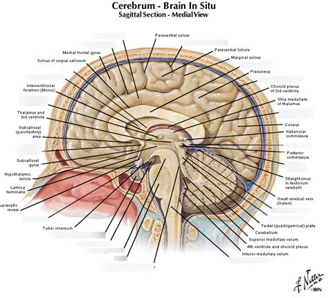 Neuroanatomy Diagram Quizlet