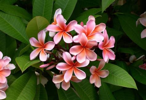 beauty  fragrance  tropical plumerias aka frangipanis