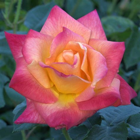 Joseph`s Coat Uk Potted Rose Colin Gregory Roses Ltd
