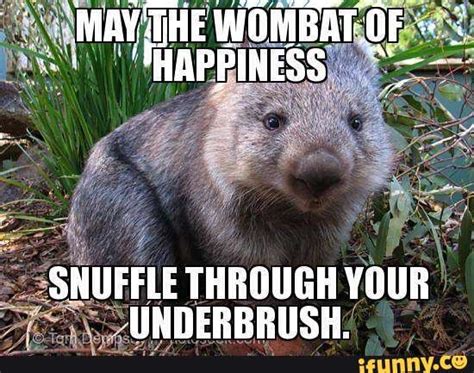 Wombat memes. Best Collection of funny Wombat pictures on iFunny