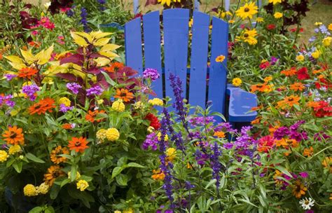 Should You Plant Annuals Or Perennials In Your Garden Heres The