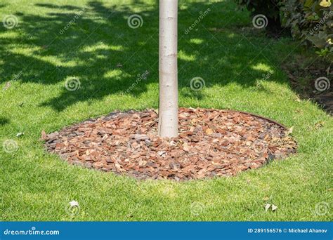 Planting Or Growing Trees With Organic Mulch Trunk Circle On A Green