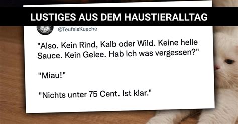 Von Katzen Hunden Und Einem S En Hamster Lustiges Aus Dem