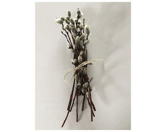 Pussy Willow Etsy