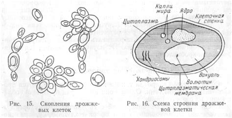 Спирохеты