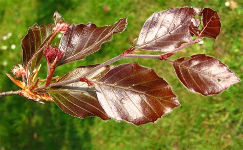 Filefagus Sylvatica Purpurea Leaves 01 By Line1 Wikimedia Commons