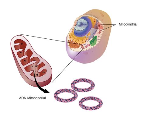 ADN Mitocondrial NHGRI