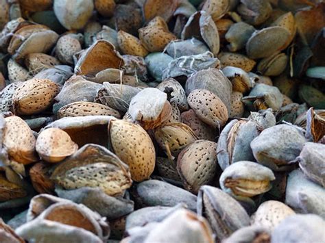 Миндаль: посадка и уход, фото, выращивание, обрезка, прививка, виды и сорта