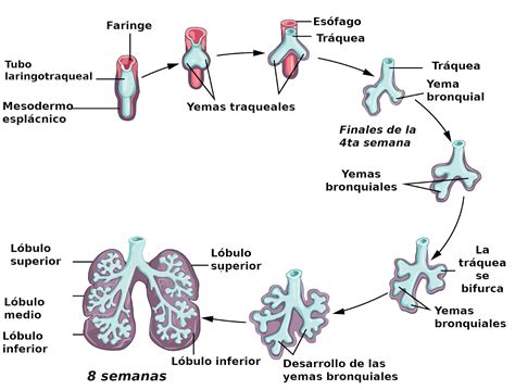 Morfofunción Una Visión Integrada Embriología del aparato respiratorio