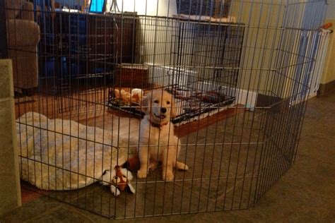 Crate Training Golden Retriever Puppy Guide and Common Mistakes