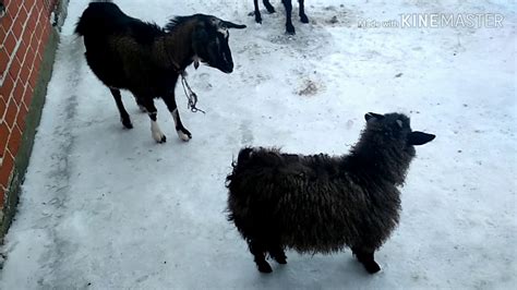 У нас появился пастух. - YouTube