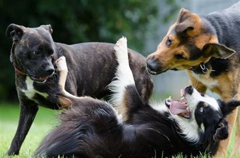 Substantivo Coletivo De Cachorro - Substantivos COLETIVOS de ANIMAIS - Os mais usados e os incomuns