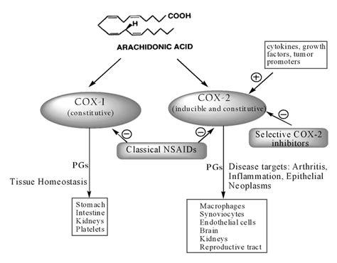 Arachidonic Acid Pathway Cox 1 Cox 2