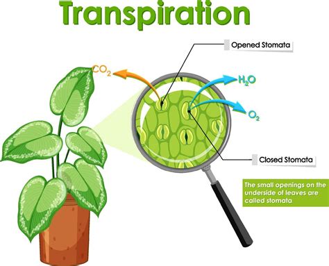 Diagram showing transpiration in plant 6890121 Vector Art at Vecteezy