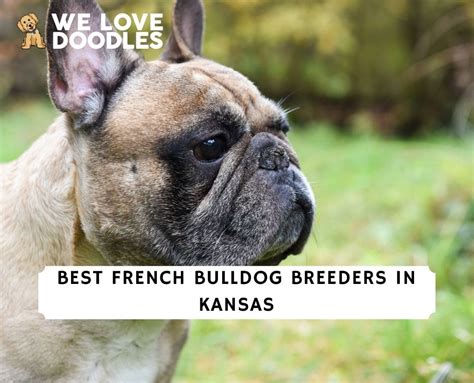 5 Best French Bulldog Breeders in Kansas!