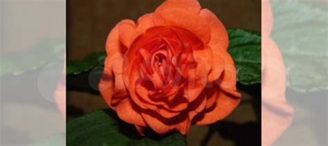 Бальзамины махровые сортовые купить в Ижевске | Товары для дома и дачи ...