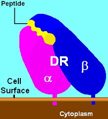 HLA-DR - Wikipedia, the free encyclopedia