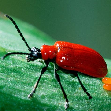 Lilioceris (Lilioceris) - Picture Insect
