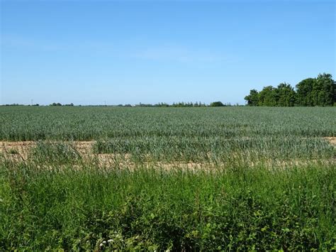 Cereal crop off Greenfield Lane, Saleby © JThomas cc-by-sa/2.0