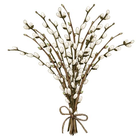 Watercolor Pussy Willow Decoration 21361030 PNG