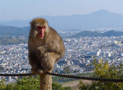 kyoto monkey park