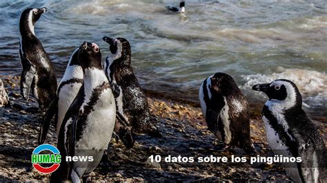 10 Datos Asombrosos Sobre La Vida De Los Pingüinos Humac