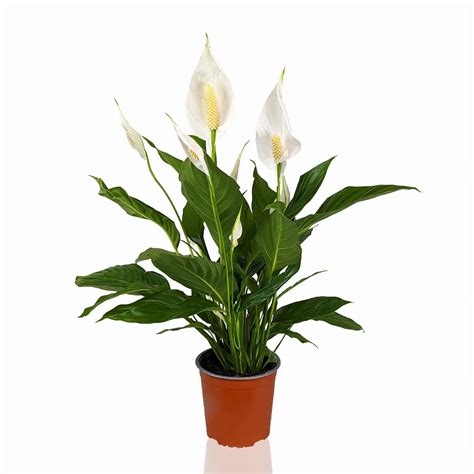 Спатифиллум Бинго Купидо 17/65 – купить в Москве с доставкой – Plantis