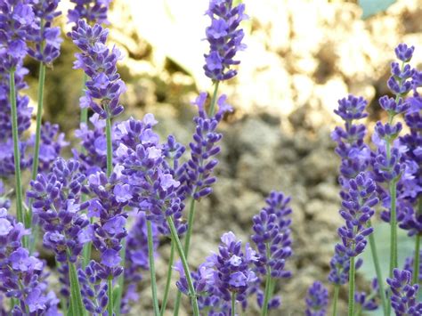 Купить семена Лаванда Lavandula Royale Blue в Москве: доставка семян по ...