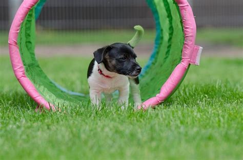 Аджилити для собак: что это такое и как научить собаку? | Puppy ...