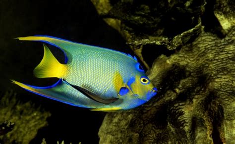 Explore all Animals A-Z List - Animal Names | Animal Pedia