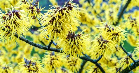 5 Top Fragrant Shrubs To Give You A Scent Sational Winter The Irish News