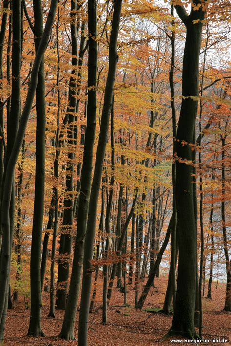 Herbstlicher Buchenwald Bei Der Dreil Gerbachtalsperre Euregio Im Bild