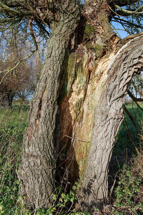 broken pollard willow --Salix-- ,Rhineland,Germany 18731078 Stock Photo