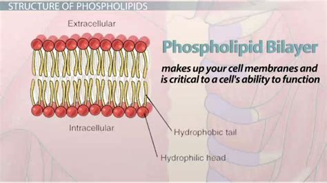 Phospholipid | Structure, Function & Examples - Lesson | Study.com
