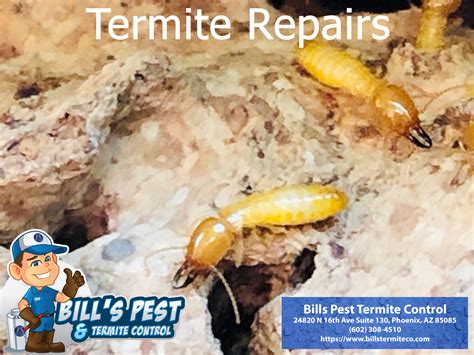 Arizona Termite Warranty At Bills Pest Termite Control