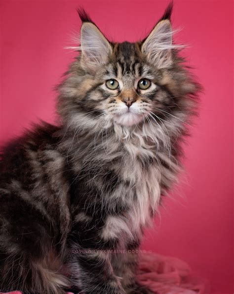Essential Tips For Verifying The Health Of Free Maine Coon Kittens'' - Craigslist Posts Before Bringing Them Home 11
