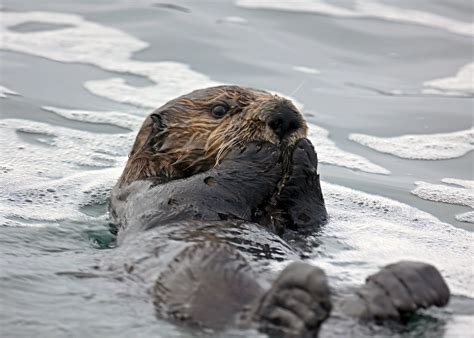 Northern Sea Otter Enhydra Lutris Kenyoni Flickr