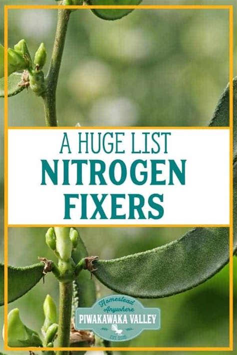 The Best Nitrogen Fixing Plants List For Your Garden