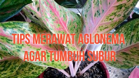 Aglonema Tips Merawat Aglonema Agar Tumbuh Subur Youtube