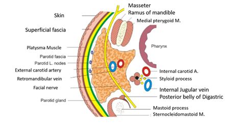 Parotid Gland New