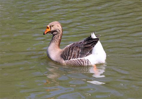 The African Goose In Wild Is A Breed Of Goose Stock Photo Image Of