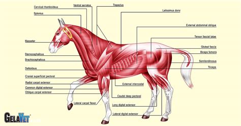 Proizvodi za konje: GELAPONY VITAMIN - prašak